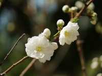 青島中山公園櫻花季