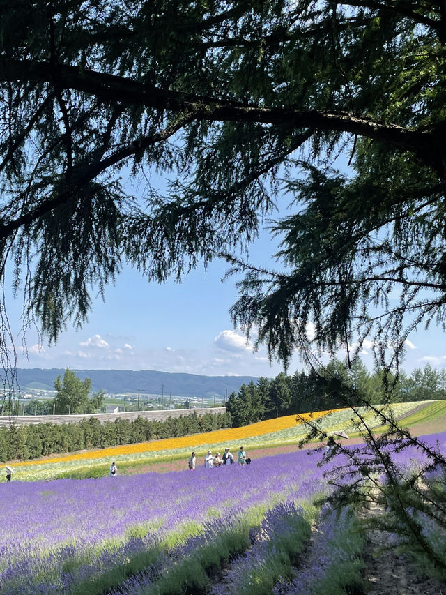 富田農場