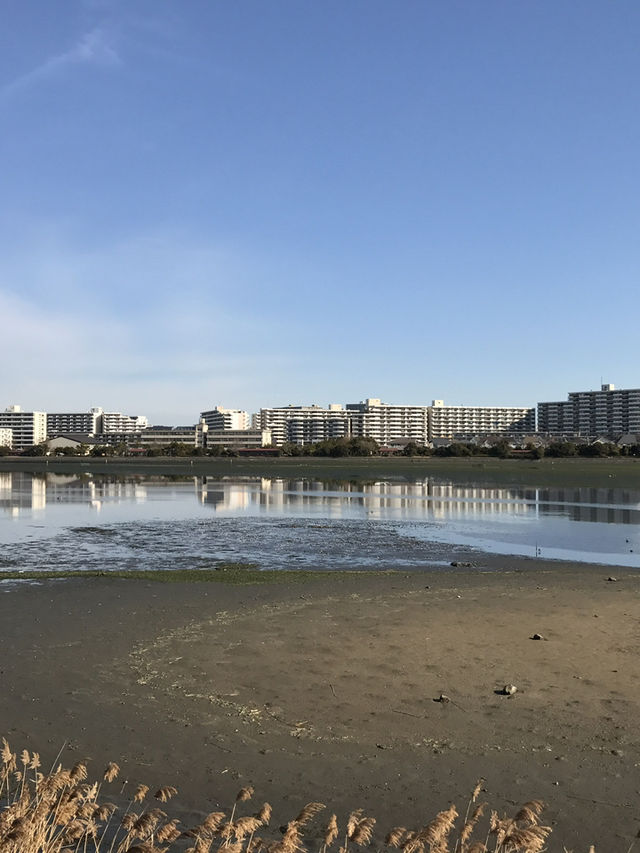 【千葉　習志野　谷津干潟公園と谷津バラ園】 
