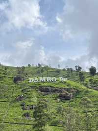 🫖🌸 Half-Day in Nuwara Eliya: Tea Hills & the Pink Post Office
