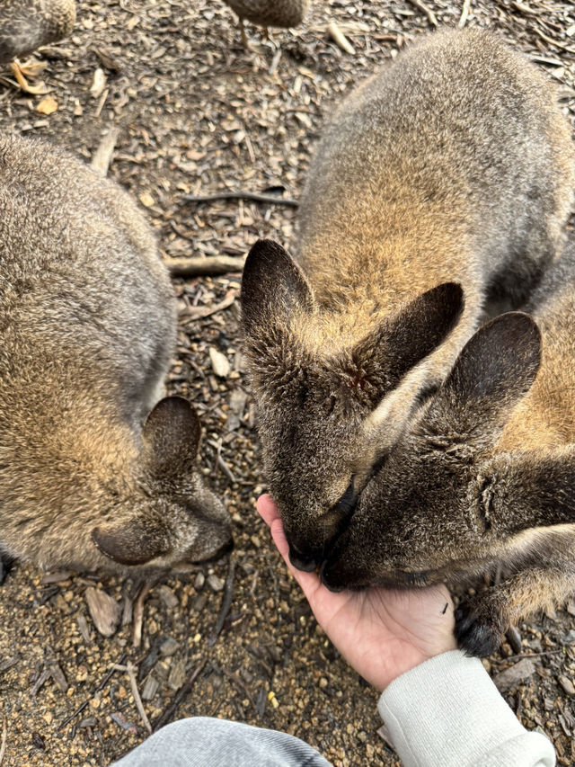 Moonlit Sanctuary Wildlife Conservation Park 