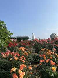 【大阪】🌸🌻万博記念公園で映えスポット巡り！太陽の塔に感動✨