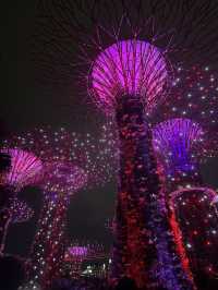 An Unforgettable Night at Supertree Grove 