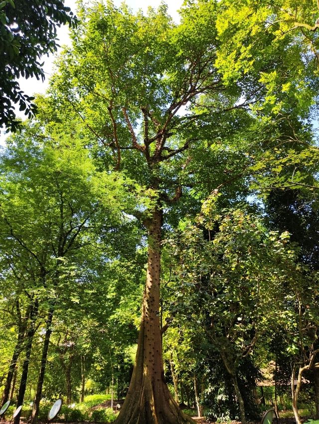 Botanic Garden in Singapore