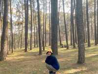 🌲🍃 สวนสนบ่อแก้ว |
