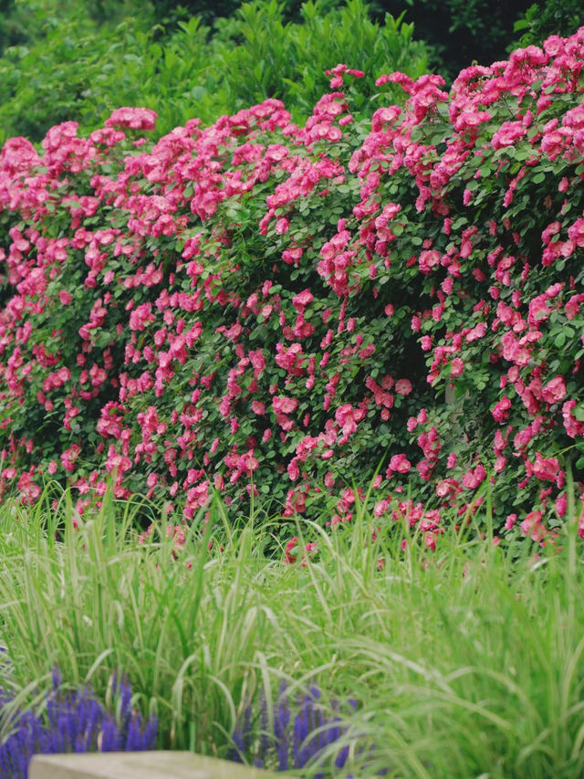 Xiaoshan Qiqu Forest Park | The Secret Rose Garden is Back in Bloom! 🌹🌿