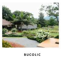 🌳 Bucolic Cafe เขาใหญ่ – คาเฟ่แนวธรรมชาติ