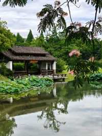 Silk Tree Season at Hangzhou Botanical Garden