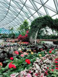 Petal Garden at Jewel Changi – Colourful Floral Wonderland