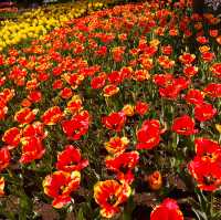 🌷横浜公園のチューリップと近場観光の組み合わせプラン