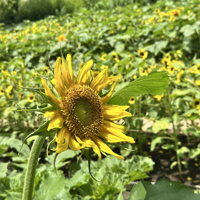 【兵庫/神戸】神戸布引ハーブ園