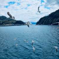 伊根舟屋｜日本海上的秘境小鎮與餵海鷗的浪漫郵輪