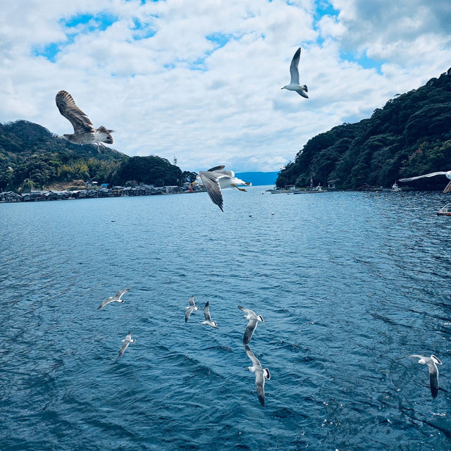 伊根舟屋｜日本海上的秘境小鎮與餵海鷗的浪漫郵輪