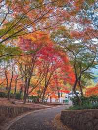 🍂 Missing autumn in Nanjing is like missing the soul of October.