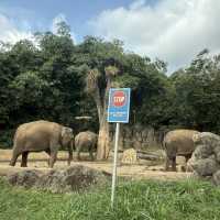 🦒🚙 Drive-Thru Safari Experience You’ll Never Forget - Safari Bogor 🇮🇩
