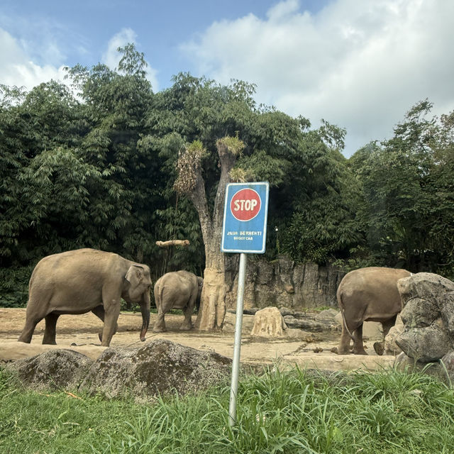 🦒🚙 Drive-Thru Safari Experience You’ll Never Forget - Safari Bogor 🇮🇩