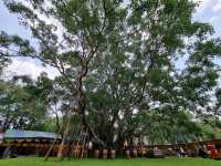 🌳 Ancient Bodhi & Healing Heritage