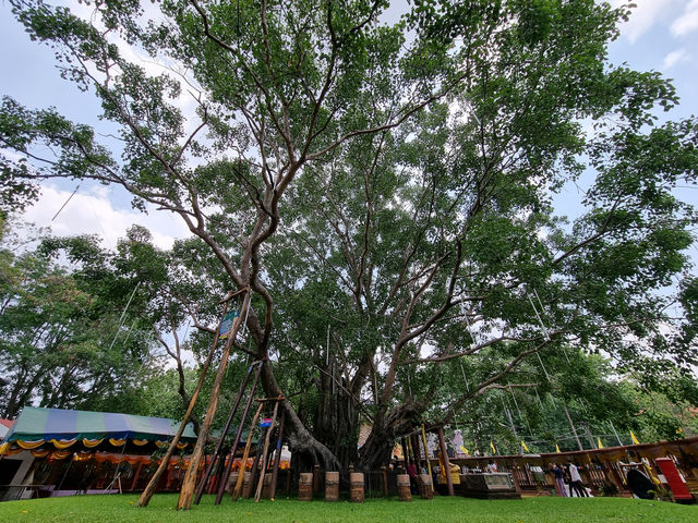 🌳 Ancient Bodhi & Healing Heritage