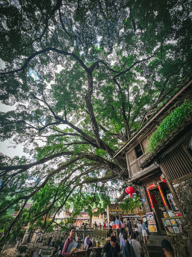 🌿探訪雲水謠古鎮｜古榕守護·情人橋畔·土樓記憶