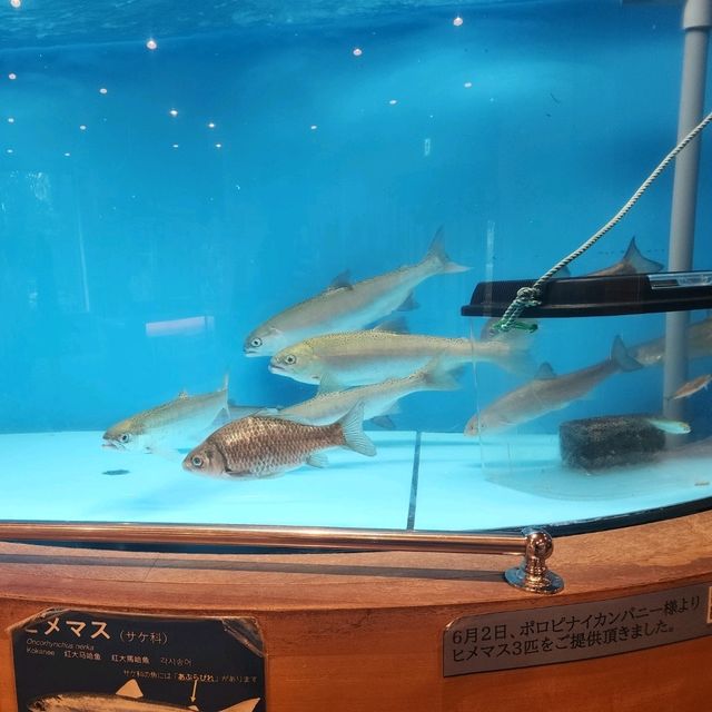 Why the Lake Shikotsuko Visitor Center is a Hidden Gem in Chitose 🌊✨ Why the Lake Shikotsuko Visitor Center is a Hidden Gem in Chitose 🌊✨