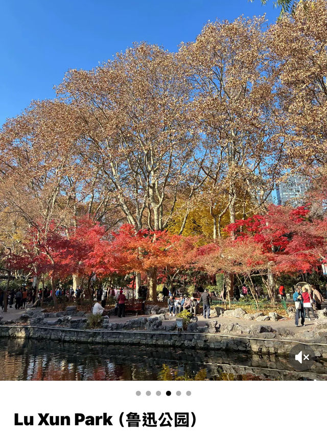 Maple Magic🍁 Maple Magic🍁