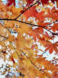 【奥日光】🍁紅葉シーズンに訪れたい絶景スポット