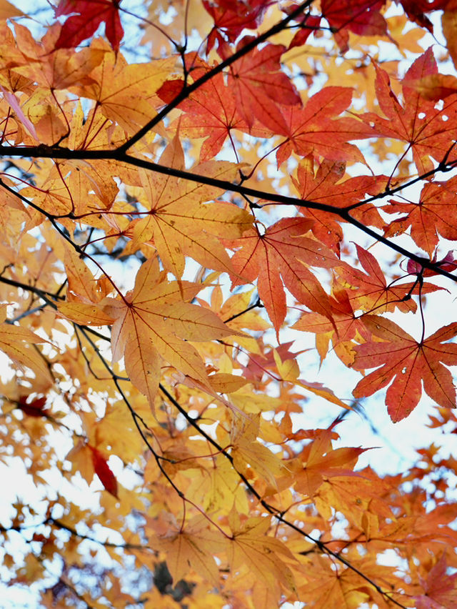 【奥日光】🍁紅葉シーズンに訪れたい絶景スポット