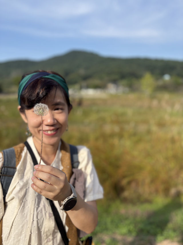 風吹過的午後，芒草間的微笑