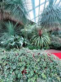 Flower Dome: Must-Visit for Colorful Blooms and Instagram-Worthy Moments