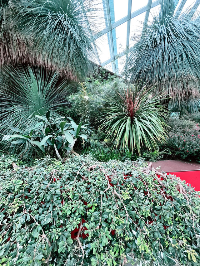 Flower Dome: Must-Visit for Colorful Blooms and Instagram-Worthy Moments