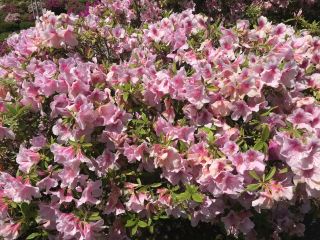 【후쿠이・니시야마 공원】일본해 측 최대급! 철쭉의 바다로 둘러싸인 봄 풍경.