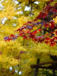 紅葉の穴場🍁 紅葉だらけの境内とイチョウの絨毯
