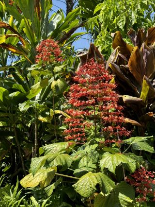 【Australia, Darwin】Relax with water and greenery at the "Botanic Garden Fountain"