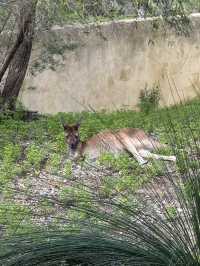 【オーストラリア・西オーストラリア】自然とコアラに出会える「Yanchep National Park」🌿🦘