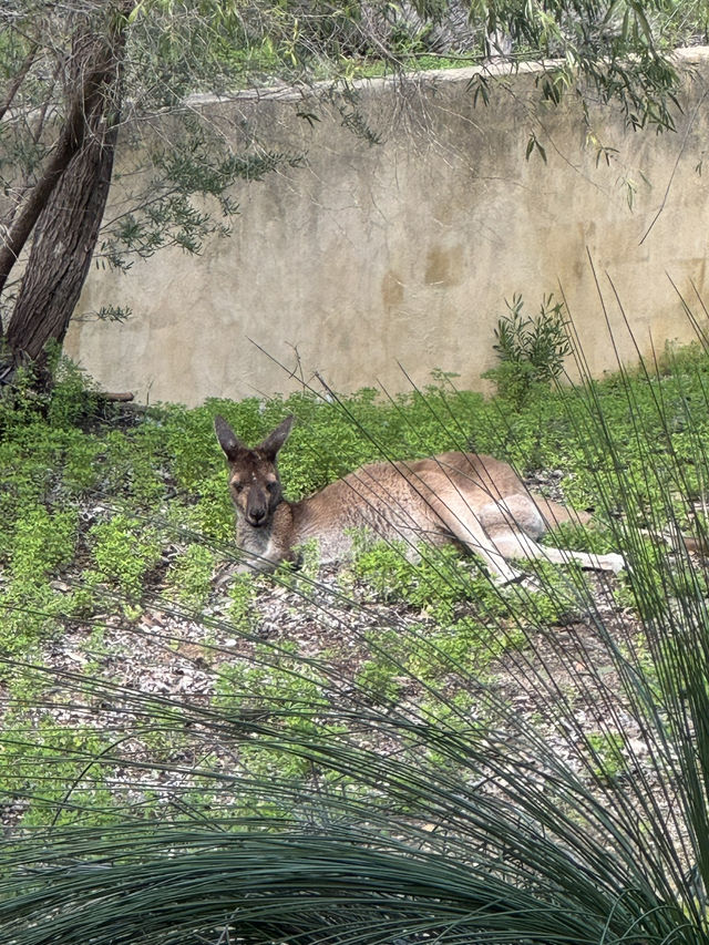 【オーストラリア・西オーストラリア】自然とコアラに出会える「Yanchep National Park」🌿🦘 【オーストラリア・西オーストラリア】自然とコアラに出会える「Yanchep National Park」🌿🦘