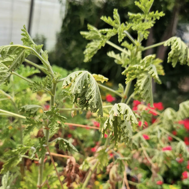 Jeju herb garden