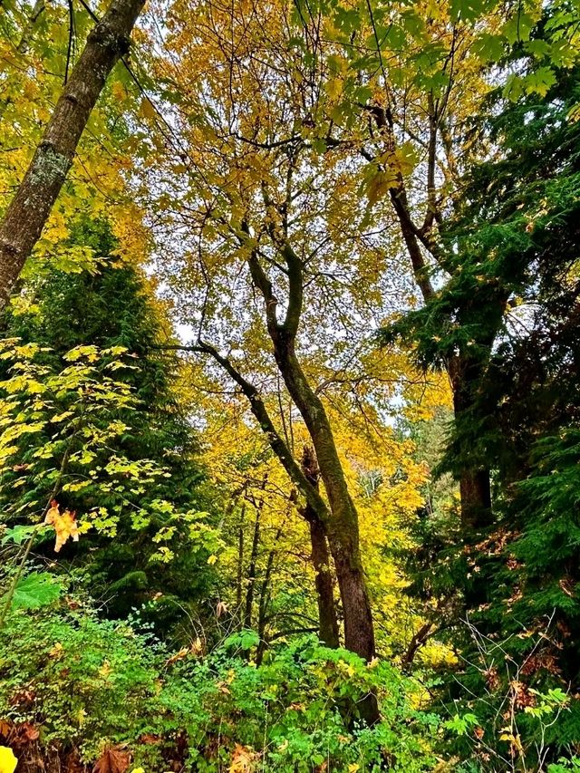 ๐ฒ๐ง๏ธ Pacific Spirit Regional Park โ Vancouverโs Emerald Escape ๐ฒ๐ง๏ธ Pacific Spirit Regional Park โ Vancouverโs Emerald Escape