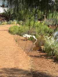 ไร่วันยังขำ คาเฟ่ โอพันเทีย และสวนสน