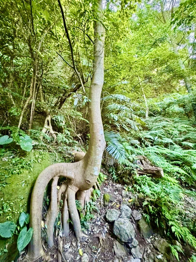 北投最夯的景點~草山觀瀑吊橋及猴崁古道走走 北投最夯的景點~草山觀瀑吊橋及猴崁古道走走