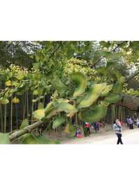 🍃廣東秋日打卡！銀杏村 x 金色稻田 x 古村屋Chill一日遊