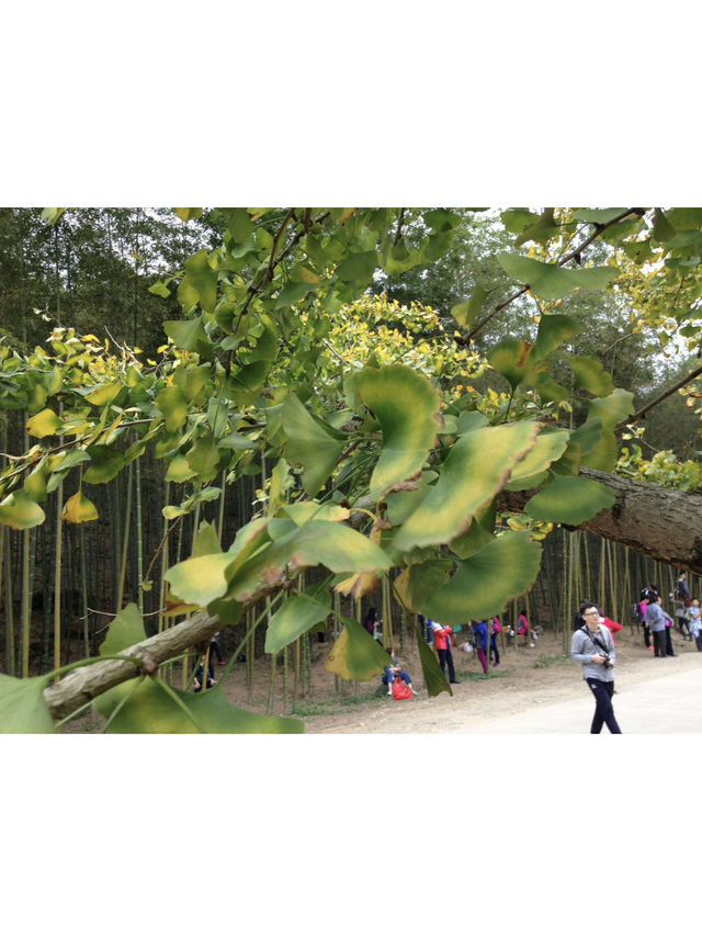 🍃廣東秋日打卡！銀杏村 x 金色稻田 x 古村屋Chill一日遊