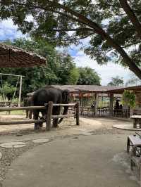 치앙마이 시내에서 20분만 가면 볼 수 있는 코끼리카페