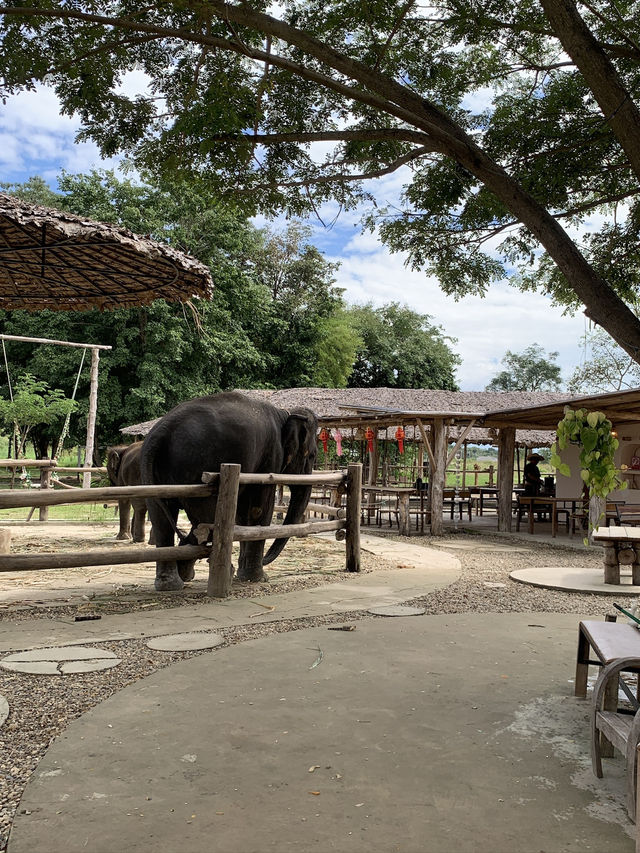 치앙마이 시내에서 20분만 가면 볼 수 있는 코끼리카페 치앙마이 시내에서 20분만 가면 볼 수 있는 코끼리카페