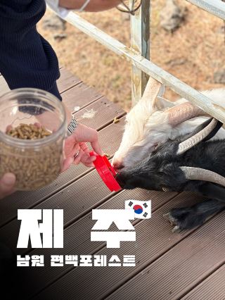 울창한 제주 서귀포 편백포레스트에서 흑염소와 힐링 타임🐐