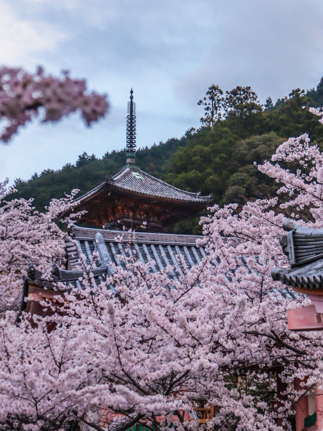 奈良県】 又兵衛桜と壺阪寺の桜大仏 桜絶景2選 | Trip.com 宇陀
