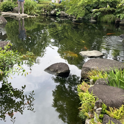 紫陽花に包まれる、鎌倉・長谷寺の特別な時間 | Trip.com 鎌倉