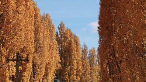 The autumn leaves at Blue Mountains Golden Poplars are just so beautiful 😍 — traveler post in Bathurst