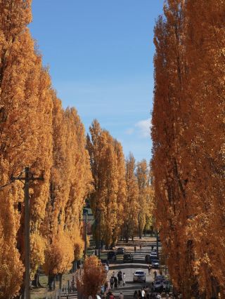 The autumn leaves at Blue Mountains Golden Poplars are just so beautiful 😍 