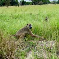 Saadani National Park - Tanzania 