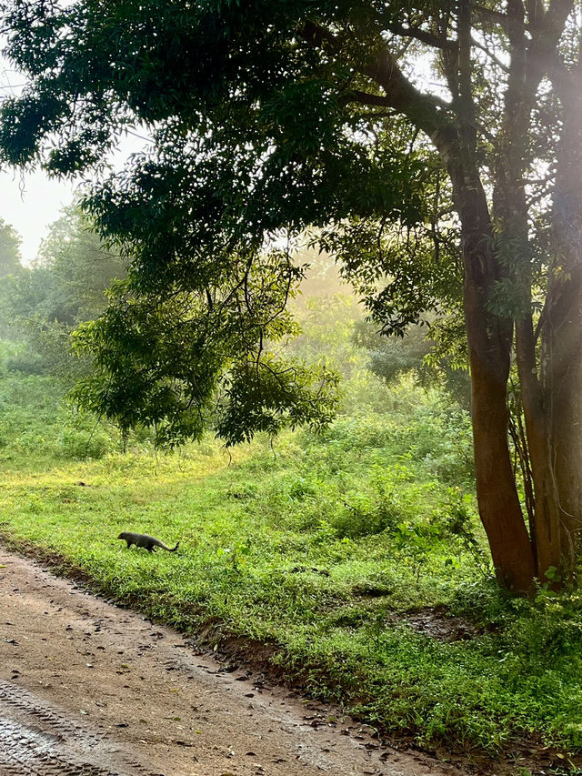 Udawalawe Safari - Sri Lanka. 